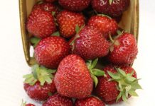 ’Dickens’ i 'Crimson Treasure’ – nowe odmiany truskawek i malin