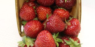 ’Dickens’ i 'Crimson Treasure’ – nowe odmiany truskawek i malin