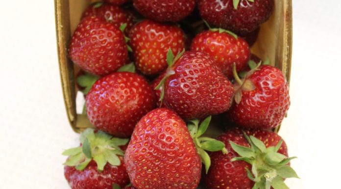 ’Dickens’ i 'Crimson Treasure’ – nowe odmiany truskawek i malin