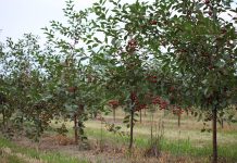 SZANOWNI KOLEDZY, PRODUCENCI OWOCÓW WIŚNI