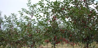 SZANOWNI KOLEDZY, PRODUCENCI OWOCÓW WIŚNI