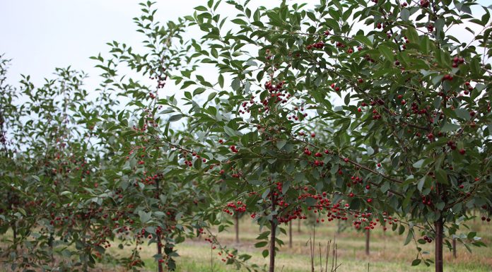 SZANOWNI KOLEDZY, PRODUCENCI OWOCÓW WIŚNI