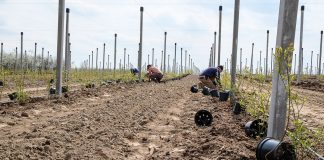 Zastanów się trzy razy zanim posadzisz borówkę!