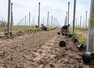Zastanów się trzy razy zanim posadzisz borówkę!