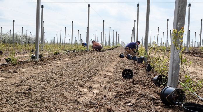Zastanów się trzy razy zanim posadzisz borówkę!