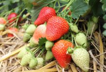 Akademia Uprawy Truskawek – zapraszamy na szkolenia do Wrocławia i Czerwińska nad Wisłą