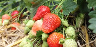 Akademia Uprawy Truskawek – zapraszamy na szkolenia do Wrocławia i Czerwińska nad Wisłą