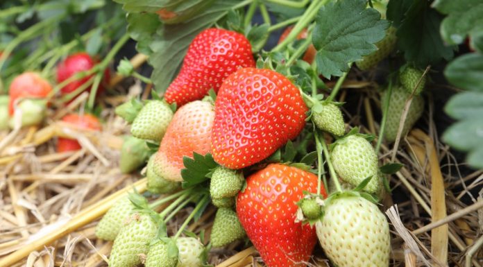 Akademia Uprawy Truskawek – zapraszamy na szkolenia do Wrocławia i Czerwińska nad Wisłą