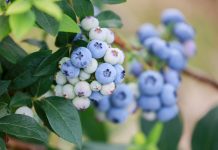 Czas na polskie superowoce! Jak skorzystać z kampanii w 2020 roku?