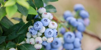 Borówkowa Europa – rynek będzie się zmieniał