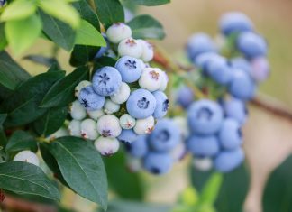 Czas na polskie superowoce! Jak skorzystać z kampanii w 2020 roku?