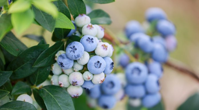 Borówkowa Europa – rynek będzie się zmieniał