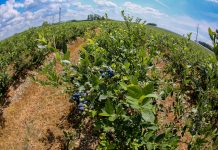 Chilijska borówka w regresie?