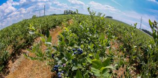 Chilijska borówka w regresie?