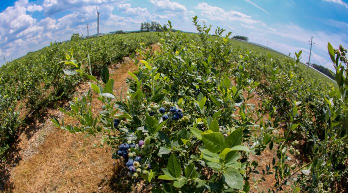 Chilijska borówka w regresie?
