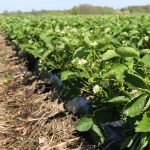 Lepsze warunki dla truskawek w okresie sadzenia i po nim truskawka w polu