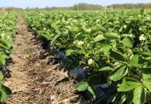 Lepsze warunki dla truskawek w okresie sadzenia i po nim truskawka w polu