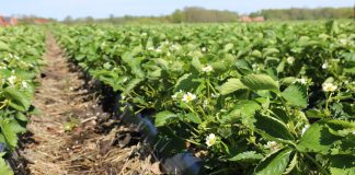 Lepsze warunki dla truskawek w okresie sadzenia i po nim truskawka w polu