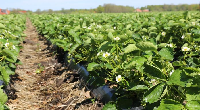 Lepsze warunki dla truskawek w okresie sadzenia i po nim truskawka w polu