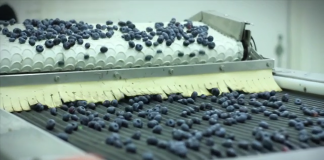 Berry Group pakuje przez cały rok