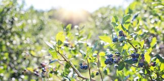 Czy Amerykanie wzmogą ochronę krajowej borówkowej branży przed importem owoców?