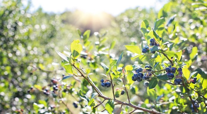 Czy Amerykanie wzmogą ochronę krajowej borówkowej branży przed importem owoców?