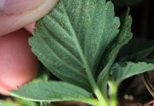 Ortus 05 SC – dobre informacje – przedłużono zezwolenie