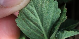 Ortus 05 SC – dobre informacje – przedłużono zezwolenie