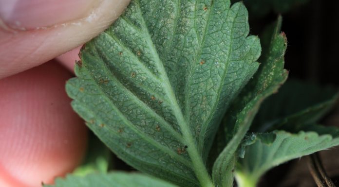 Ortus 05 SC – dobre informacje – przedłużono zezwolenie