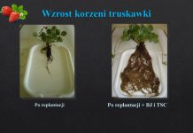 Uprawa truskawki po truskawce