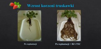 Uprawa truskawki po truskawce