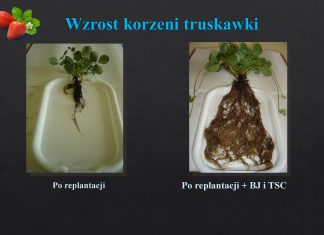 Uprawa truskawki po truskawce