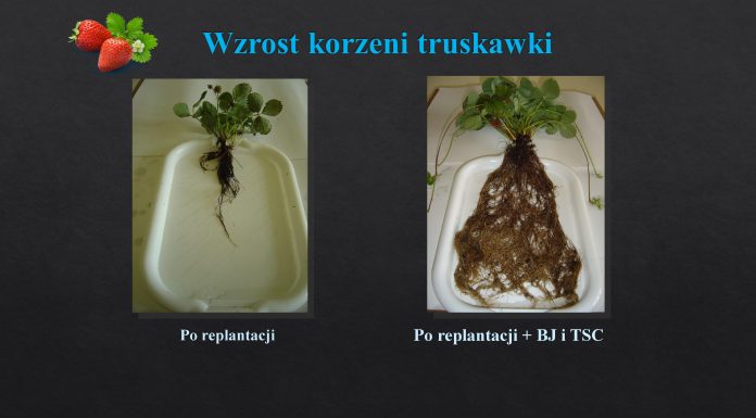 Uprawa truskawki po truskawce