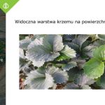 AUT_czerwinsk_osadkowski0017