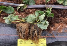 De Kemp – coraz bardziej uznany dostawca sadzonek truskawek na polskim rynku