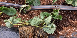 De Kemp – coraz bardziej uznany dostawca sadzonek truskawek na polskim rynku