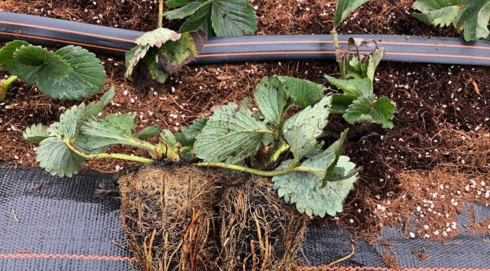 De Kemp – coraz bardziej uznany dostawca sadzonek truskawek na polskim rynku