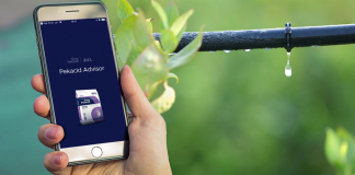 Nowa aplikacja PeKacid Advisor od ICL Speciality Fertilizers ułatwia pracę!