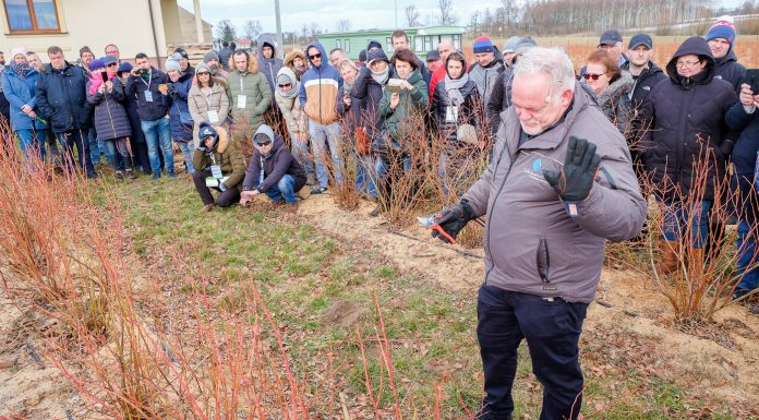 Wyzwania w produkcji borówki