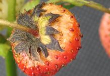 Zwalczanie szarej pleśni truskawki
