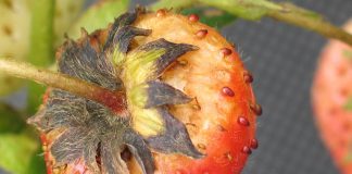 Zwalczanie szarej pleśni truskawki