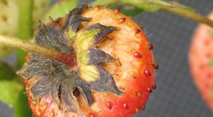 Zwalczanie szarej pleśni truskawki