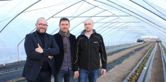 Truskawki w tunelach – początek