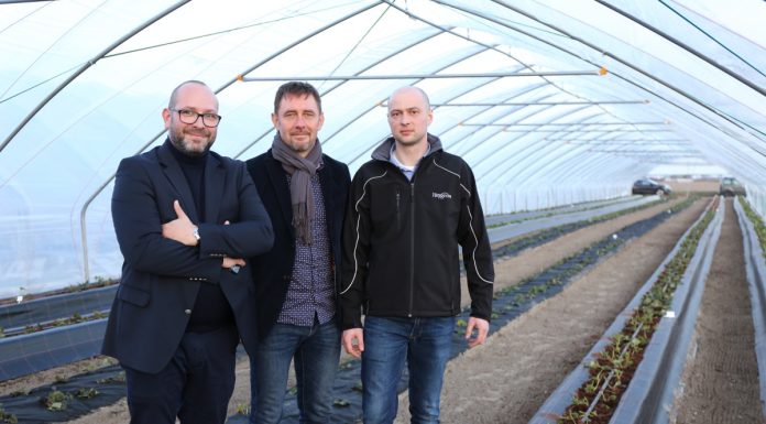 Truskawki w tunelach – początek