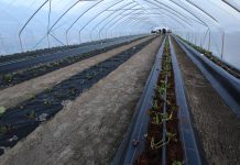 Dwa systemy uprawy truskawek