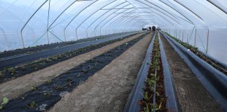 Dwa systemy uprawy truskawek