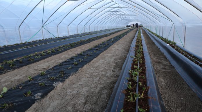 Dwa systemy uprawy truskawek