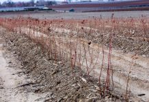 Nowe odmiany borówki na plantacji w Białousach – ocena zimowa