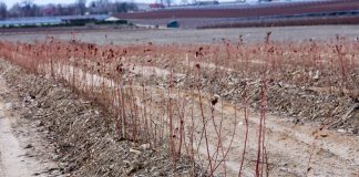 Nowe odmiany borówki na plantacji w Białousach – ocena zimowa