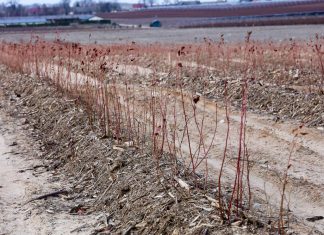 Nowe odmiany borówki na plantacji w Białousach – ocena zimowa